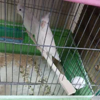 عروس هلندی جفت البینو