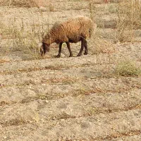 6راس میش چاق  درجه یک جوان و ابستن