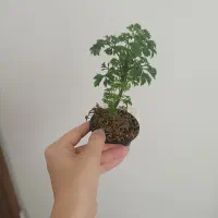 گیاهان تراریوم و شیشه