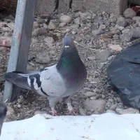 یک سبز کلای ماد چنگ ریز|پرنده|جیرفت, |دیوار