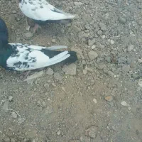 کفتر سینه سیاه