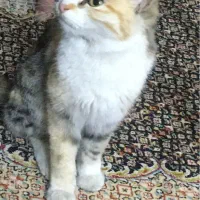 گربه اهلی واگذار میشه رایگان|گربه|تهران, منیریه|دیوار