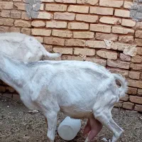 بز شیر|حیوانات مزرعه|اردکان, |دیوار