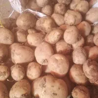 سیب زمینی دامی