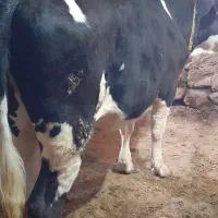 تلیسه مونت بیلیارد