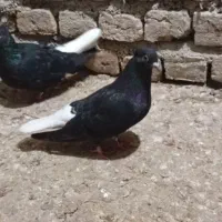 پرنده جفتی