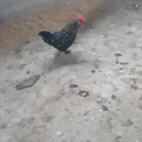 خودوس چینی