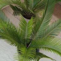 گل سیکاس