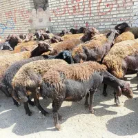 فورش