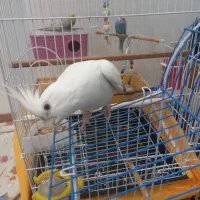 فروش عروس هلندی آلبینو ماده رام دستی ۶ ماهه|پرنده|نشتارود, |دیوار