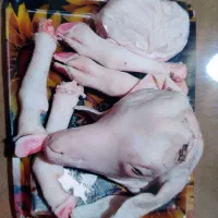 کله پاچه گیسک تمیز بادست پاک شده