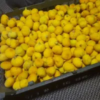 انجیر تازه