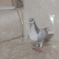 کبوتر|پرنده|سبزوار, پامنار|دیوار