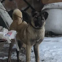 توله سگ ماده اصیل سرابی