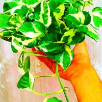 گل وگیاه|گل و گیاه طبیعی|خرمشهر, |دیوار