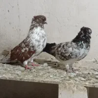 کبوتر کاکول