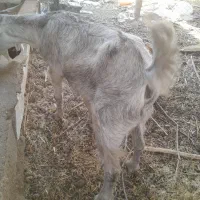 بز نجدی