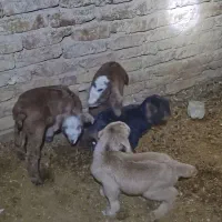 بزغاله شیری