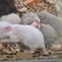 یک جفت همستر و توله هاشون