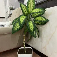 گل دیفن باخیا|گل و گیاه طبیعی|پاوه, |دیوار