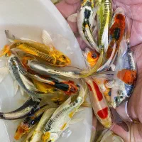 فروش عمده ماهی کوی