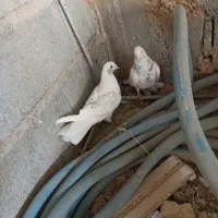 ی جفت فیت ب درد بخور|پرنده|لاران, |دیوار