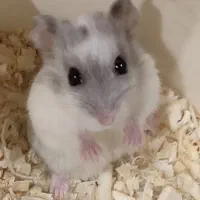 همستر کمپل سفید طوسی تیره