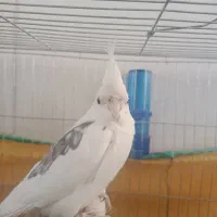 عروس هلندی آلوینو نر