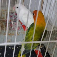 جفت مولد با ۲ تخم رگه دار