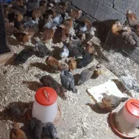 جوجه مرغ