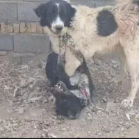 گمشده|سگ|شوشتر, |دیوار