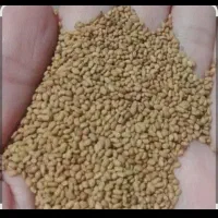 بذریونجه،،|عمدهفروشی|مشهد, الهیه|دیوار