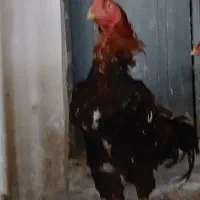 خروس لاری اصل