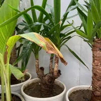 گل و گیاه فروش کلی با قیمت پیشنهادی خودتون|گل و گیاه طبیعی|مشهد, توس (بلوار توس)|دیوار