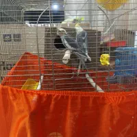 عروس هلندی مولد