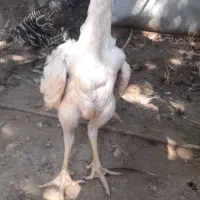 جوجه لاری نسل دار