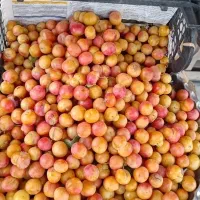 کار در میوه فروشی