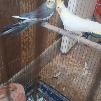 جوجه عروس و نر ماده عروس هلندی کار