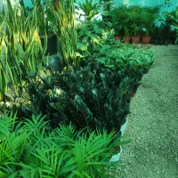 فروش گل گیاه|گل و گیاه طبیعی|بندر کنگان, |دیوار