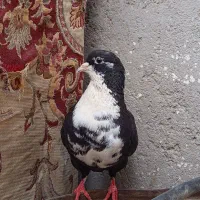 کفتر ریش سیاه ماده