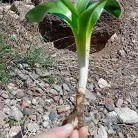 گل اقا به ترکی قیله