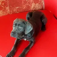 سگ کنکورسو|سگ|تهران, وردآورد|دیوار