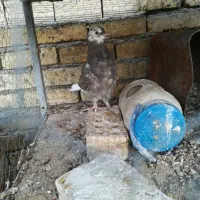 مفلق شازده شکار گرفتم