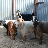 بز کهره دار داشتی|حیوانات مزرعه|مرودشت, مختارآباد|دیوار