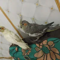 شادگان|پرنده|شادگان, |دیوار