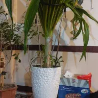 گل آپارتمانی