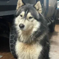 سگ هاسکی پیدا شده