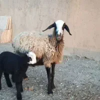 گوسفند دوقلو