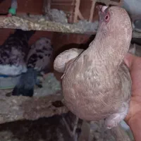 جفت سرخ پلاکی|پرنده|علیآباد کتول, |دیوار