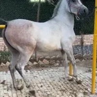 مادیان ۲سر|اسب و تجهیزات اسب‌سواری|قرچک, صالح آباد|دیوار